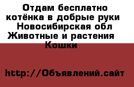 Отдам бесплатно котёнка в добрые руки - Новосибирская обл. Животные и растения » Кошки   